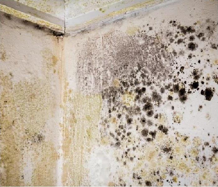 mold growth on wall and ceiling